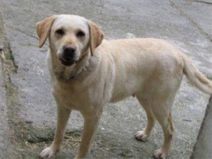 Labrador Hündin abzugeben