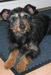 Stella, eine geschundene Hundeseele sucht ihr Glück