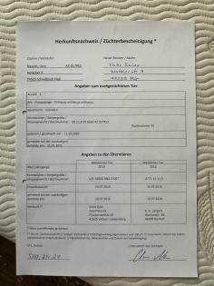 Graupapageienpaar 3Jahre mit großem Käfig und Zubehör