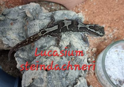 Amyae Wheeleri Deleani lucasium Diplodactylus