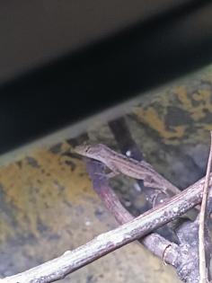 Anolis sagrei Bahama Anolis
