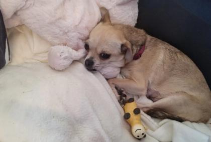 Süsse Chihuahua shitzu Mix Welpen
