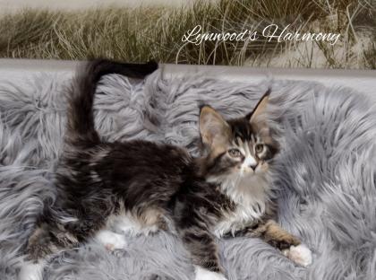 Wunderschöne reinrassige Maine Coon Kitten
