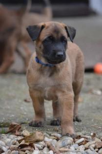 Welpe Belgischer Schäferhund Malinois Rüde mit Papiere