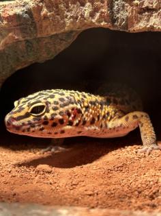 Leopardgecko-Männchen