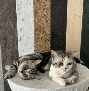 BKH black silver classic tabby /spotted