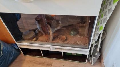 Leopardgecko in liebevolle Hände abzugeben