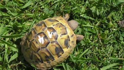 Griechische Landschildkröten Nachzucht 2024 THB, Ostrasse