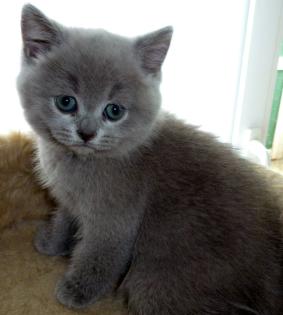 Zu verkaufen kleune Kitten BHK