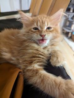 Wundervolle Maine Coon Kitten