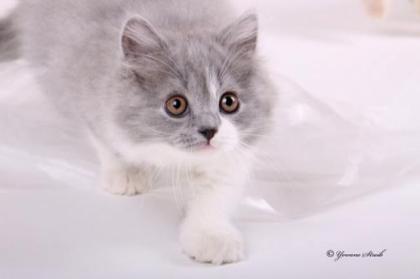 Highlander Kitten