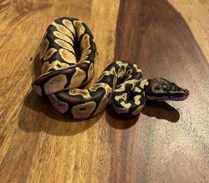 Königspython, Jungtiere, Ballpython