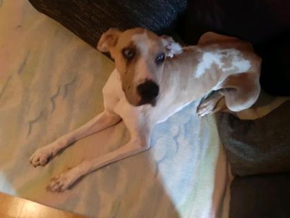 Doggen-mischlings Hündin Abzugeben