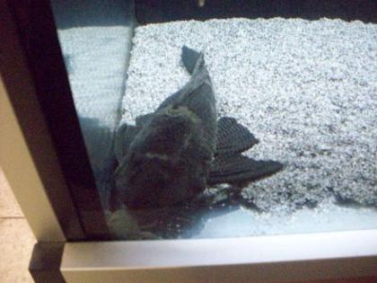 Wabenschilderwels Glyptoperichthys gibbiceps GROß