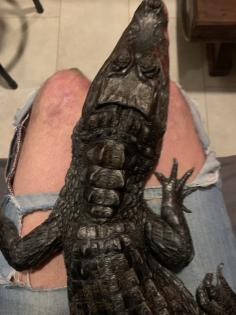 1. 0 Caiman Crocodilus