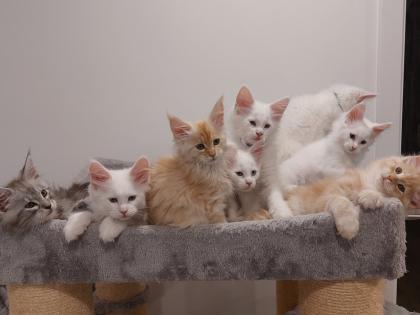 Maine Coon Kitten ohne Papiere shaded Linie