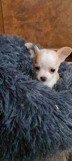 Chihuahua Welpen suchen ein liebevolles Zuhause