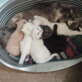 Main Coon Kitten abzugeben