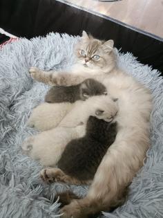 BKH kitten mit blauen Augen