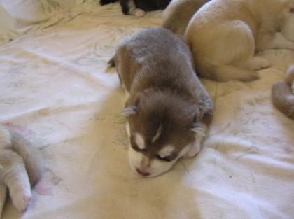 Siberian Huskies aus der Oberpfalz