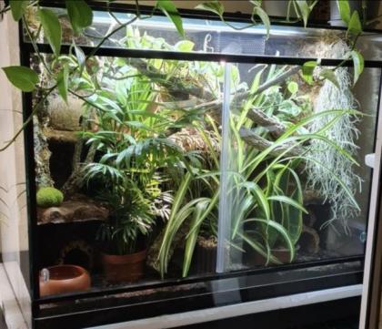 Kornnatter Amel aus 2021 inkl Terrarium