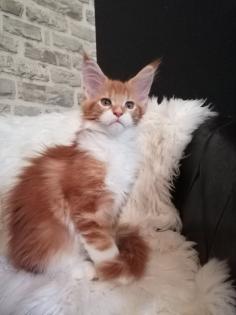 Maine Coon Mädchen mit Stammbaum sucht ab 06. 09. 2023 .