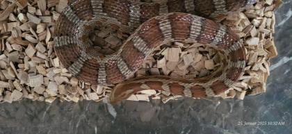 Kornnatter, 2. 0, Pantherophis guttatus, Terrarium 80x80x150 cm
