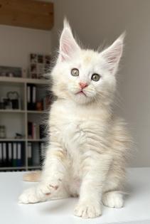 Maine Coon Boys abzugeben