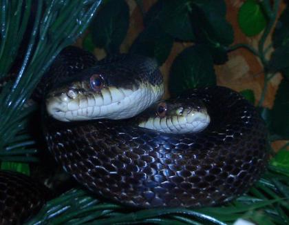 Biete 1. 1 Erdnattern Pantherophis obsoletus