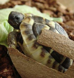 Griechische Landschildkröten weiblich