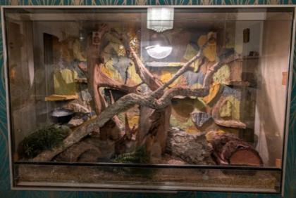 Kornnattern mit Terrarium 120x80x50 und Zubehör