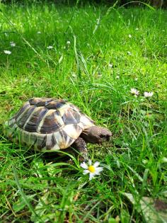 Griechische Landschildkröte, männlich, erwachsen