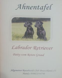 Labradorwelpen suchen ein Zuhause