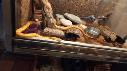 2 kornnattern mit terrarium