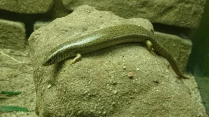 Chalcides ocellatus, Gefleckter Walzenskink 0, 0, 5