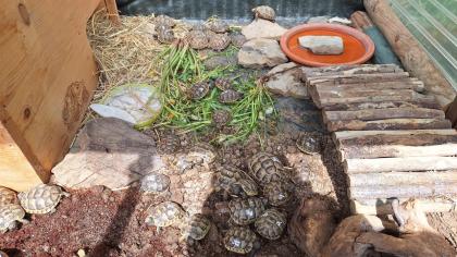 Maurische Landschildkröten