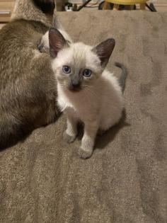 Siam Kitten suchen neues Zuhause