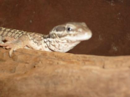 Stachelschwanzwaran Varanus acanthurus inkl. Terrarium 1, 20x0, 60x0, 60 300Euro