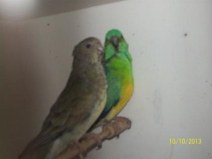 Verkaufe 2 Paar Singsittiche und neues Vogelzubehör