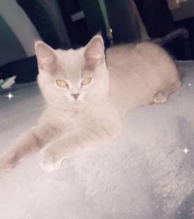 Verkaufe meine süße katze