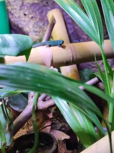 Lygodactylus Williamsi Männchen