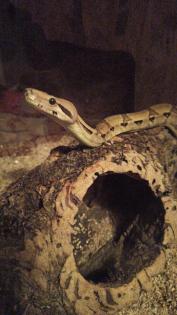 Boa constrictor imperator