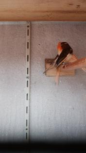 Kannarienvögel intensiv rot und Mosaik