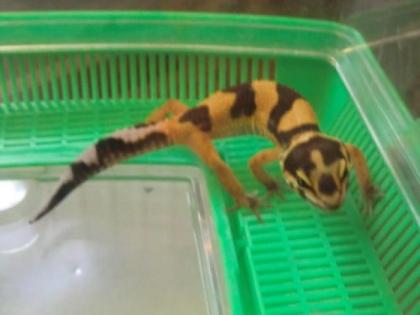 Leopardgecko NZ 2021