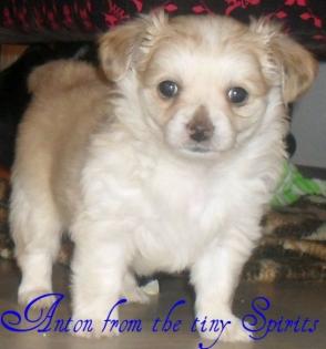 Chihuahua welpen