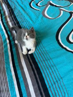 Wunderschöne Reinrassige Bkh Kitten