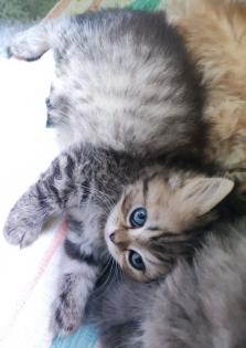 BKH und BLH Kitten suchen liebevolles Zuhause
