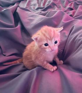 Maine Coon Mix Kitten