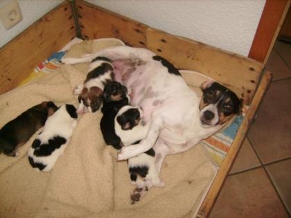 Hundebabys zu verkaufen