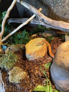 2 Kornnattern Terrarium